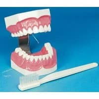 Hager Worldwide #355637, BRUSH-N-FLOSS STUDY MODEL Image Hager Worldwide #355637, BRUSH-N-FLOSS STUDY MODEL Image
